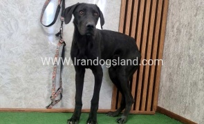 twlh-gryt-dyn-greatdane-194_9