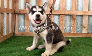 twlh-hasky-husky-392_1