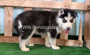 twlh-hasky-husky-395_5