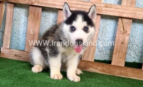 twlh-hasky-husky-397_2