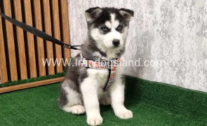 twlh-hasky-husky-437_5