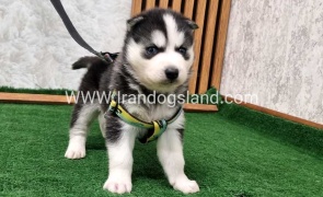 twlh-hasky-husky-441_8