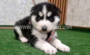 twlh-hasky-husky-445_1