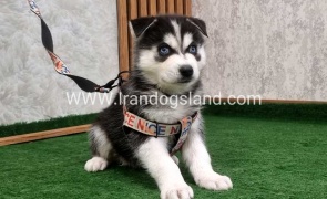 twlh-hasky-husky-448_7