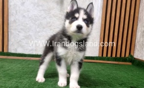 twlh-hasky-husky-449_10