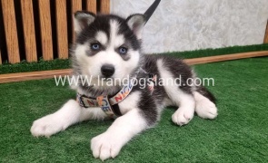 twlh-hasky-husky-450_8