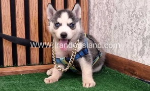 twlh-hasky-husky-456_3