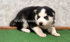 twlh-hasky-husky-457_1