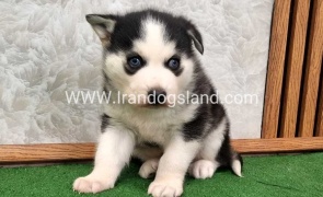 توله هاسکی پشت مشکی - H375