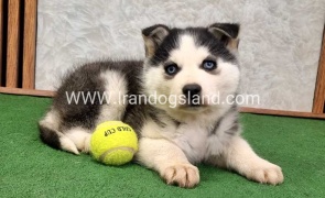 توله هاسکی پشت مشکی - H375