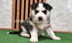 twlh-hasky-husky-460_9