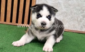 twlh-hasky-husky-461_2