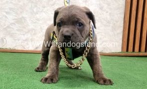 twlh-kyn-kwrsw-cain-corso-67_12