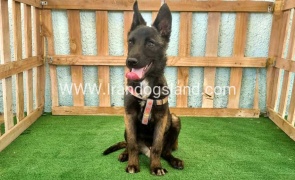 twlh-malynwyz-malinois-177_6_1645792321