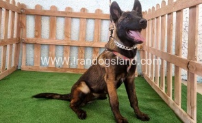 twlh-malynwyz-malinois-178_1