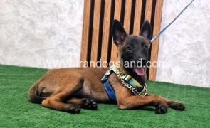 twlh-malynwyz-malinois-181_2