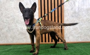 twlh-malynwyz-malinois-183_8