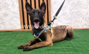 twlh-malynwyz-malinois-184_5