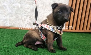 twlh-malynwyz-malinois-186_4