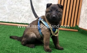 twlh-malynwyz-malinois-190_6