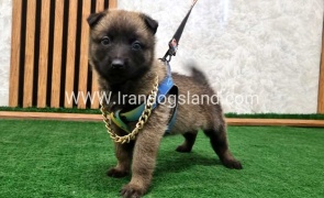 twlh-malynwyz-malinois-191_1