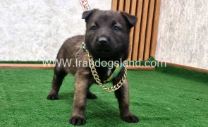 twlh-malynwyz-malinois-192_3