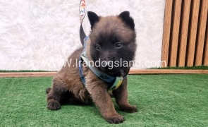 twlh-malynwyz-malinois-199_3