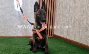 twlh-malynwyz-malinois-204_9