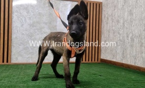 twlh-malynwyz-malinois-205_11
