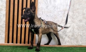 twlh-malynwyz-malinois-410_1