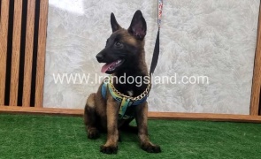 twlh-malynwyz-malinois-411_4