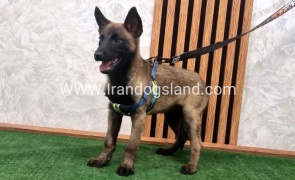 twlh-malynwyz-malinois-412_1