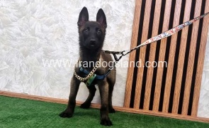 twlh-malynwyz-malinois-413_6