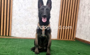 twlh-malynwyz-malinois-419_1