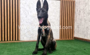 twlh-malynwyz-malinois-422_1