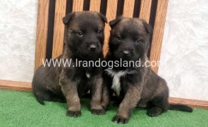 twlh-malynwyz-malinois-423_18