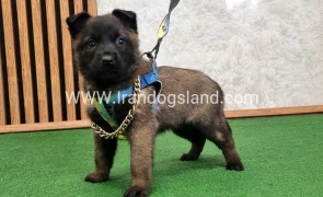 twlh-malynwyz-malinois-424_4