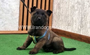 twlh-malynwyz-malinois-425_1