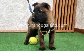 توله مالینویز بلک فیس - M170