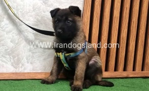 twlh-malynwyz-malinois-427_7_1295437999