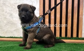 twlh-malynwyz-malinois-444_9