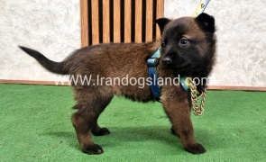 توله مالینویز بلک فیس - M170