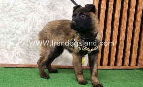 سگ مالی نویز اصل - M171