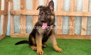 twlh-zhrmn-shprd-german-shepherd-110_6_1135048960