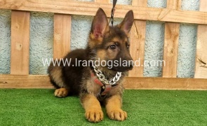 twlh-zhrmn-shprd-german-shepherd-112_5