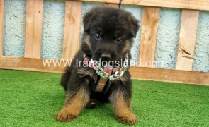 twlh-zhrmn-shprd-german-shepherd-113_6_196403495