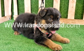twlh-zhrmn-shprd-german-shepherd-114_1