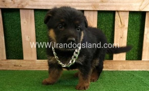 twlh-zhrmn-shprd-german-shepherd-115_1