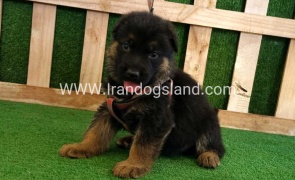 twlh-zhrmn-shprd-german-shepherd-116_1