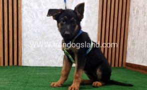 twlh-zhrmn-shprd-german-shepherd-132_7